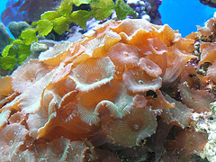 Green Stripe Mushroom coral