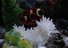 Maroon Clownfish