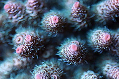 Live Coral - Acropora SPS
