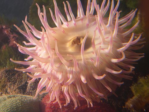 Anemone at New England Aquariums