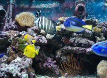 Acclimating saltwater fish