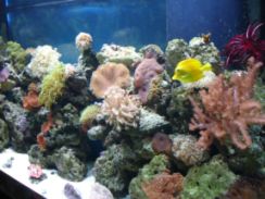 Saltwater Aqarium with Live Corals