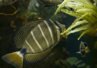 aquarium fish feeding