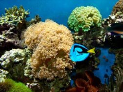 Saltwater Aquarium with Live Corals