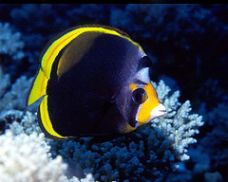 Butterfly Fish