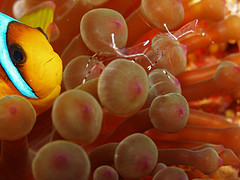 Clownfish in Anemone and Shrimp