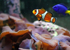 Clownfish and Yellow Tail Damsel