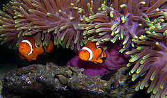 A Pair of Ocellaris Clownfish