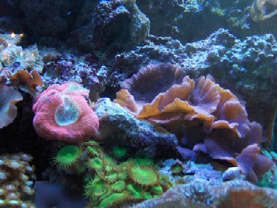 Live Corals (under metal halide lighting)