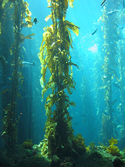 Kelp Forest: Monterey Bay Aquarium