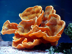 Live Coral