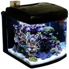 Saltwater Aquarium with Live Corals (Nano Cube)