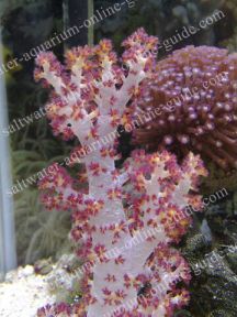 Pink Carnation Coral