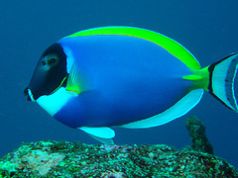 Powder Blue Surgeon Fish