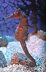 Horses and Dragons from the Sea: Aquarium's Seahorse Gallery