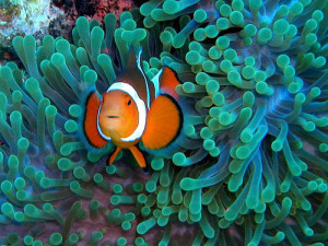 clown fish on anemone